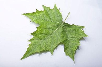 《Lies of P》将与Koei Tecmo＆Team Ninja的《卧龙》开展合作